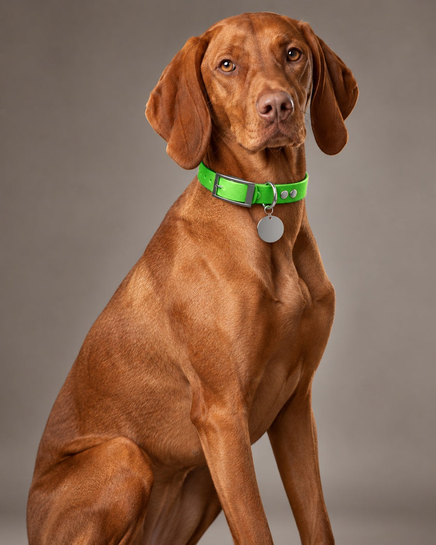 Collar MONO, Neon Green / Silver, on a dog