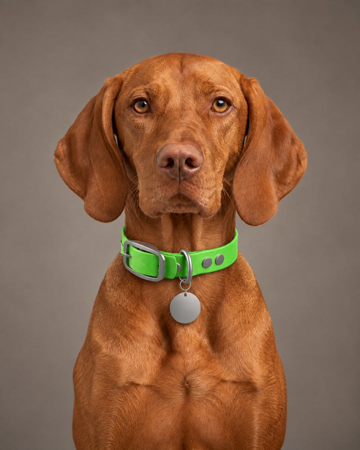 Collar MONO, Neon Green / Stainless Steel, an einem Hund