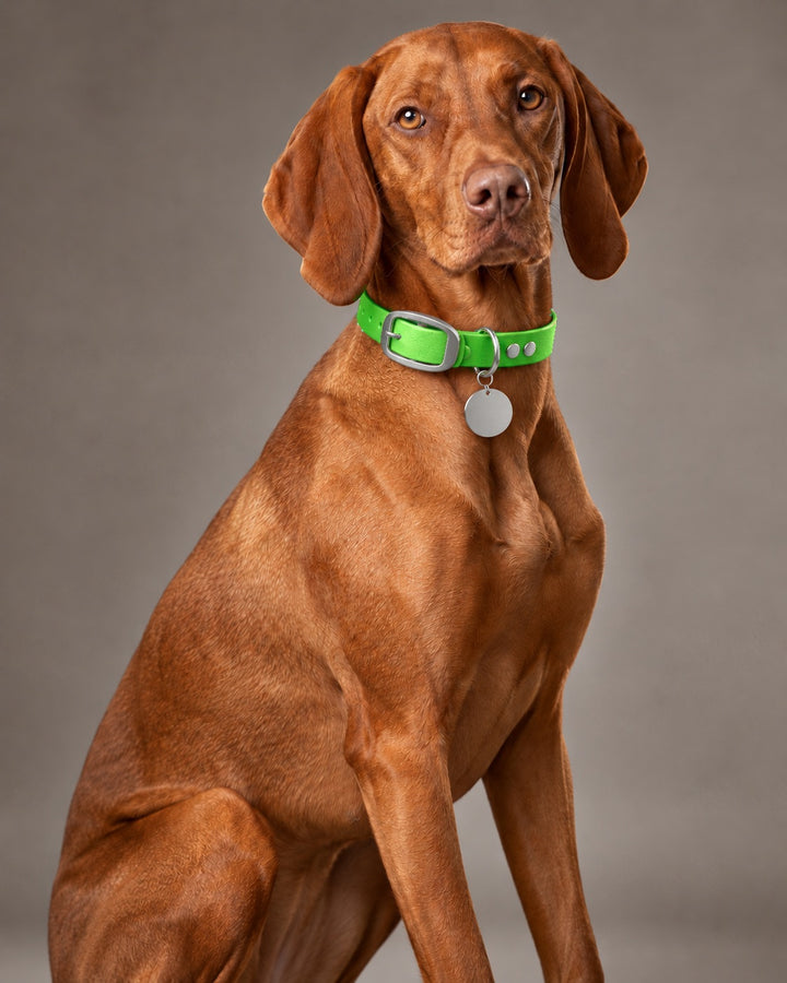 Collar MONO, Neon Green / Stainless Steel, an einem Hund