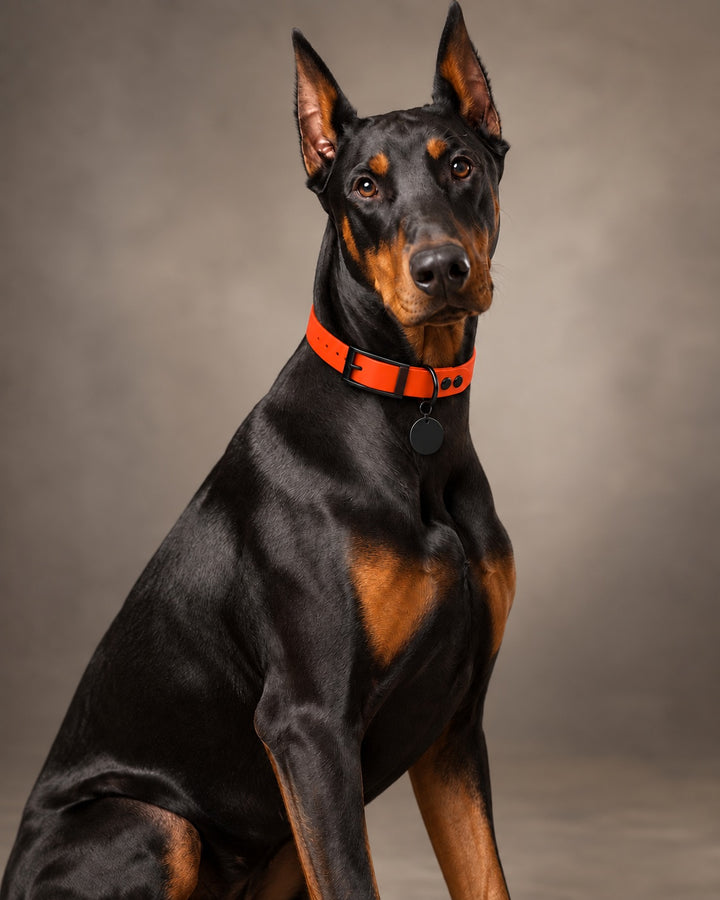 Collar MONO, Neon Orange / Black, on a dog