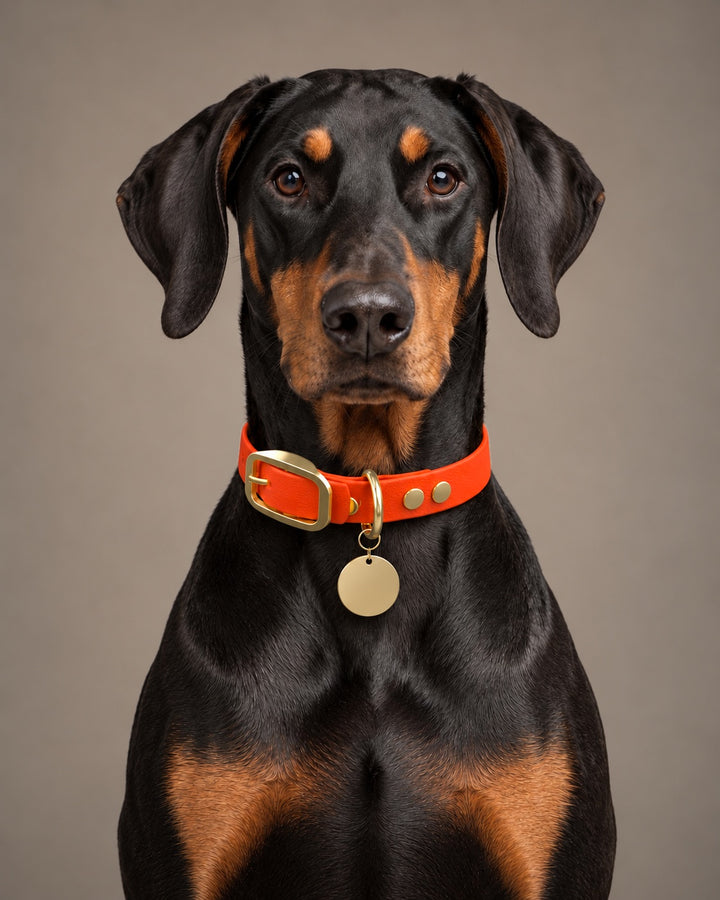 Collar MONO, Neon Orange / Brass, on a dog