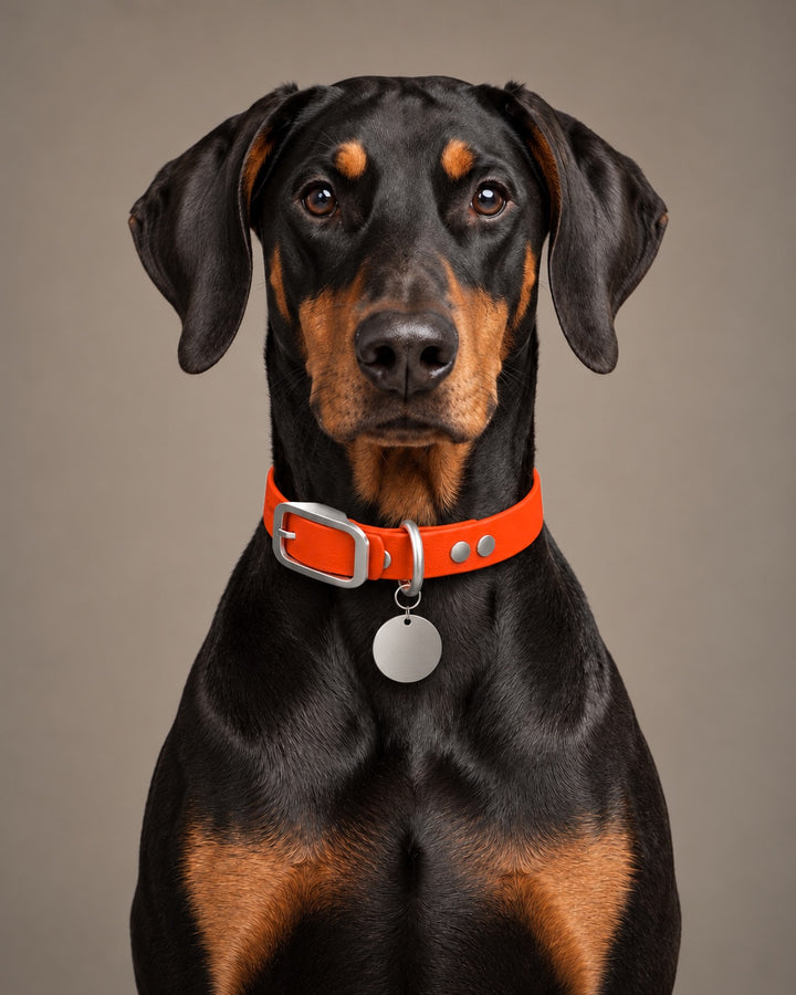 Collar MONO, Neon Orange / Stainless Steel, on a dog