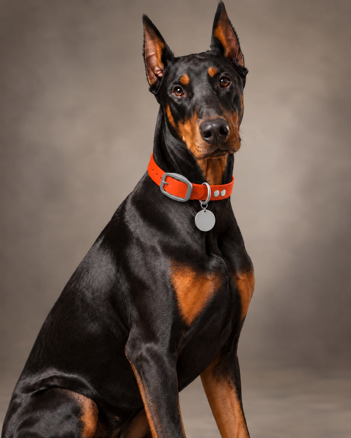 Collar MONO, Neon Orange / Stainless Steel, an einem Hund