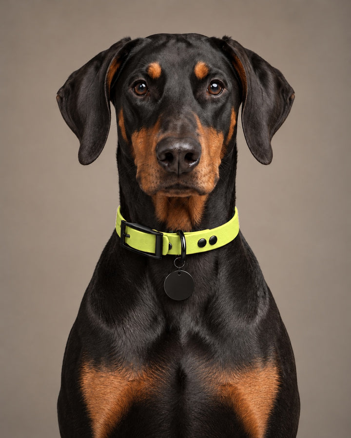 Collar MONO, Neon Yellow / Black, on a dog