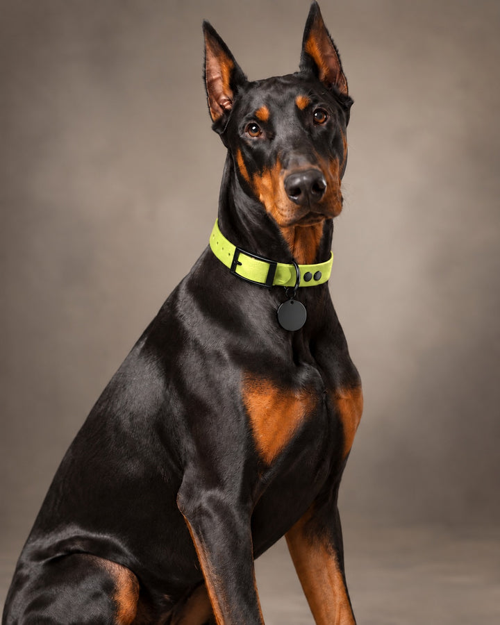Collar MONO, Neon Yellow / Black, an einem Hund