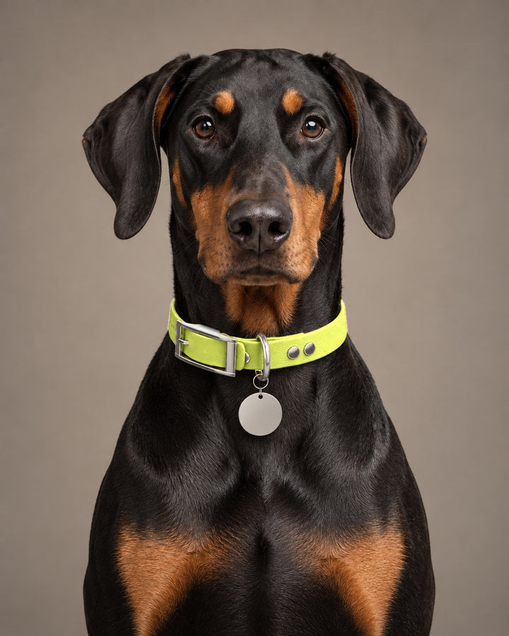 Collar MONO, Neon Yellow / Silver, on a dog