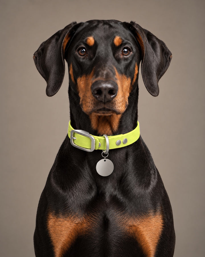 Collar MONO, Neon Yellow / Stainless Steel, on a dog