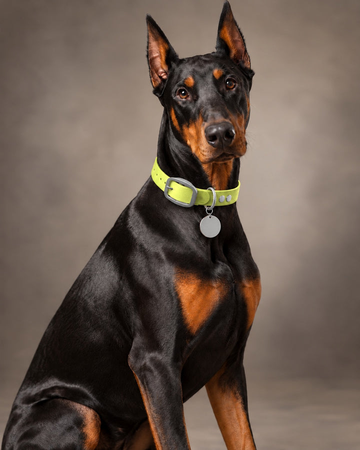 Collar MONO, Neon Yellow / Stainless Steel, an einem Hund