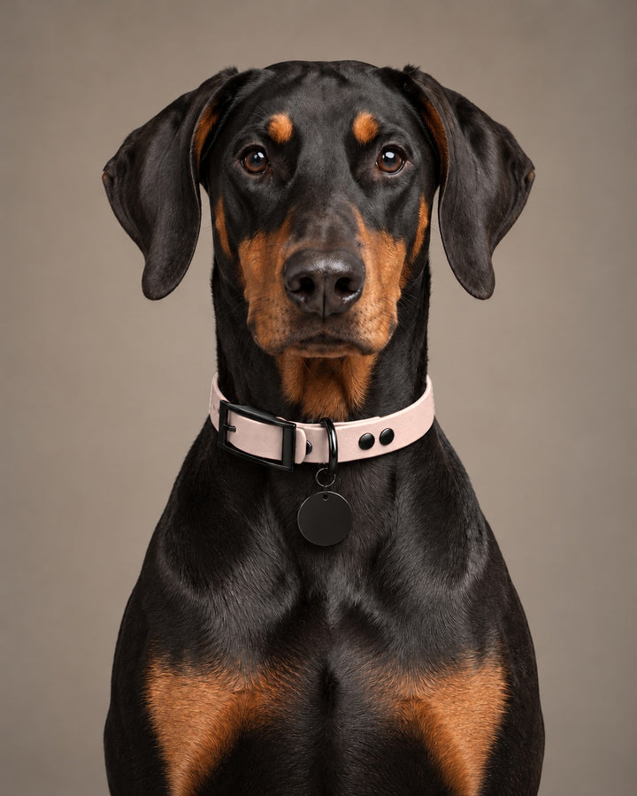 Collar MONO, Pastel Pink / Black, on a dog