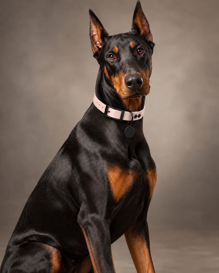 Collar MONO, Pastel Pink / Black, on a dog
