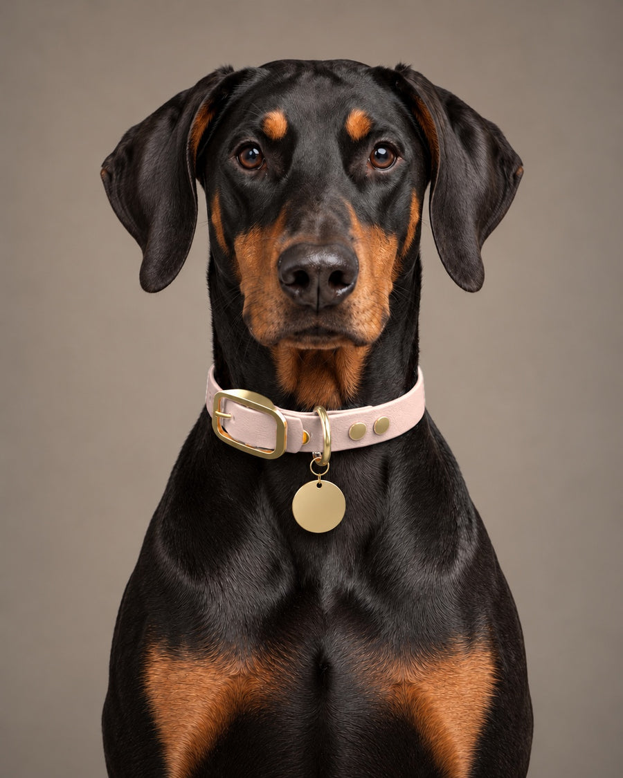Collar MONO, Pastel Pink / Brass, kutyán