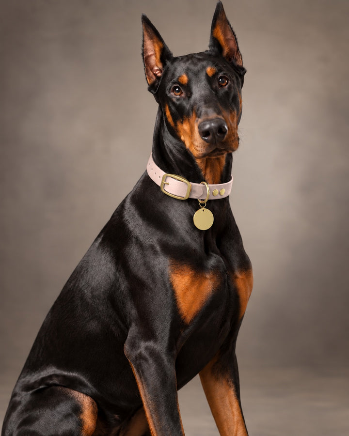 Collar MONO, Pastel Pink / Brass, an einem Hund