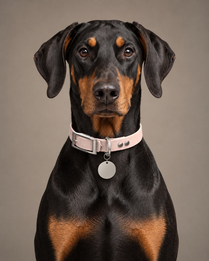 Collar MONO, Pastel Pink / Silver, on a dog