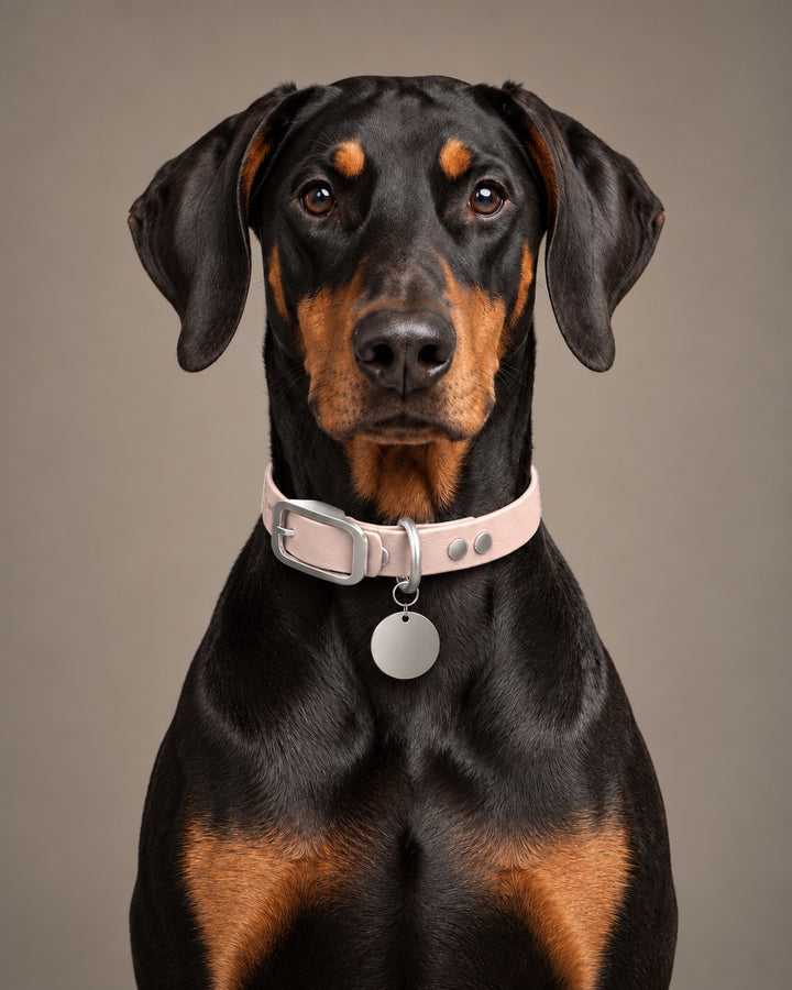 Collar MONO, Pastel Pink / Stainless Steel, on a dog