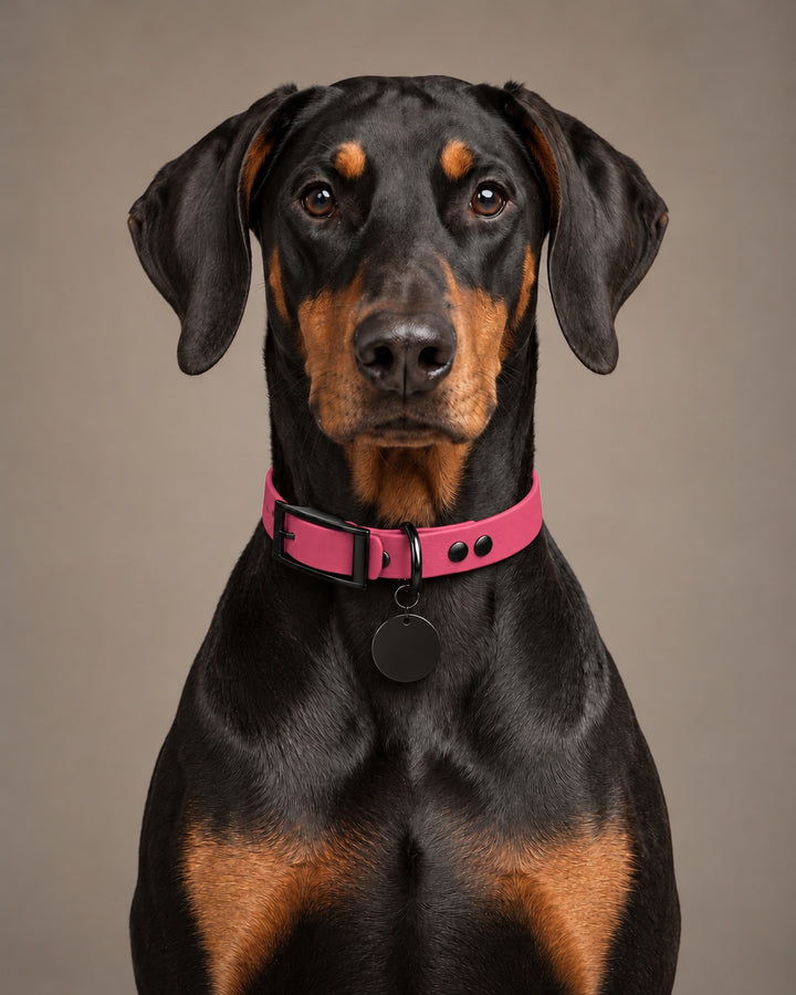 Collar MONO, Pink / Black, on a dog