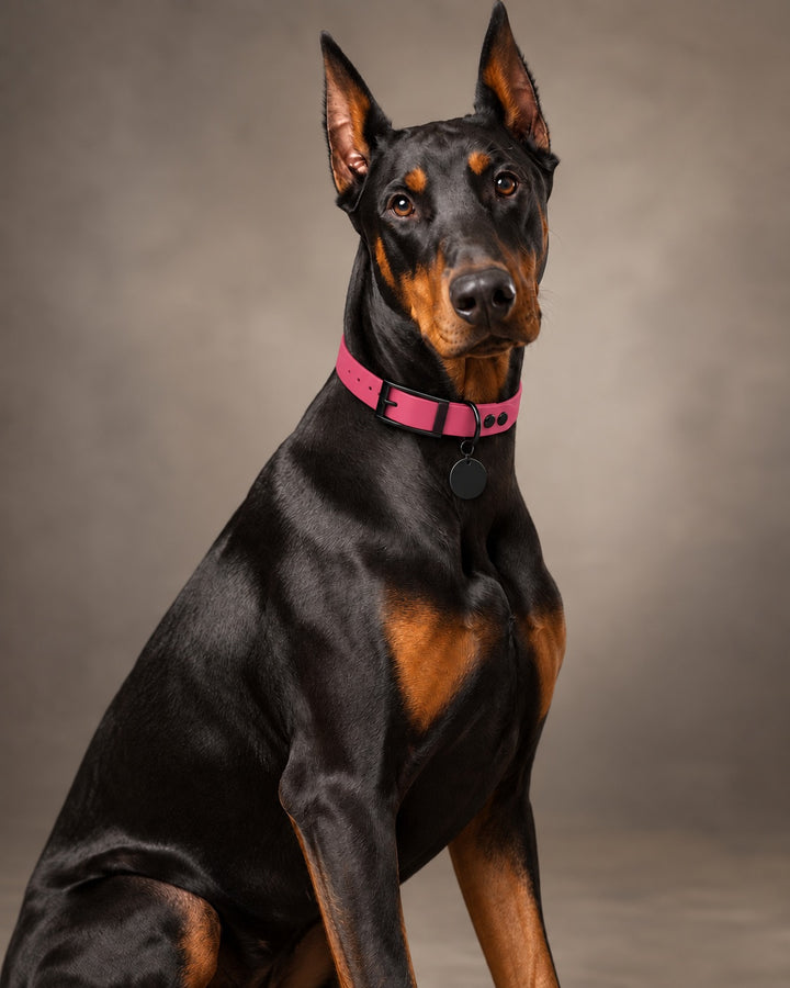 Collar MONO, Pink / Black, on a dog
