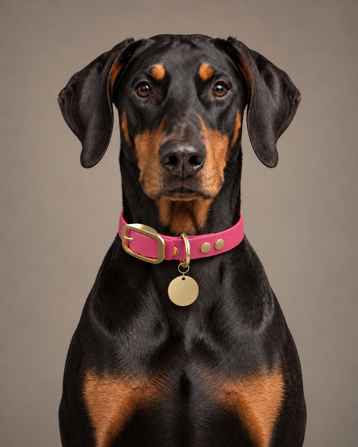Collar MONO, Pink / Brass, on a dog