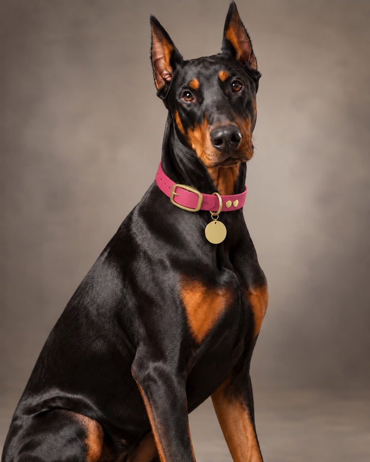 Collar MONO, Pink / Brass, an einem Hund