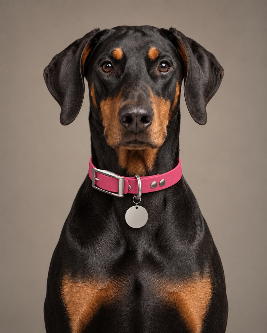 Collar MONO, Pink / Silver, on a dog