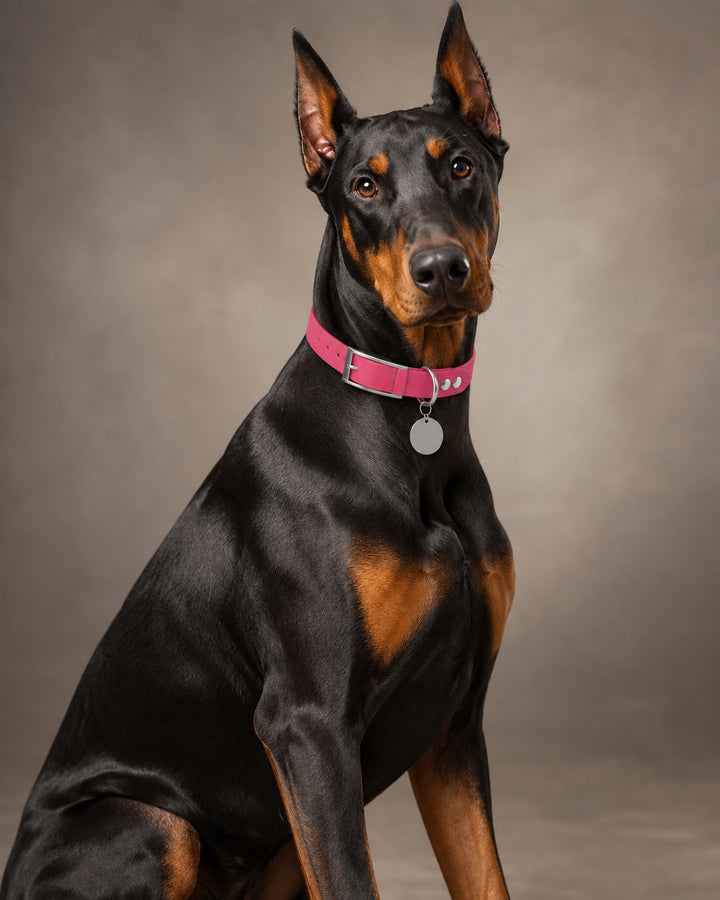 Collar MONO, Pink / Silver, on a dog