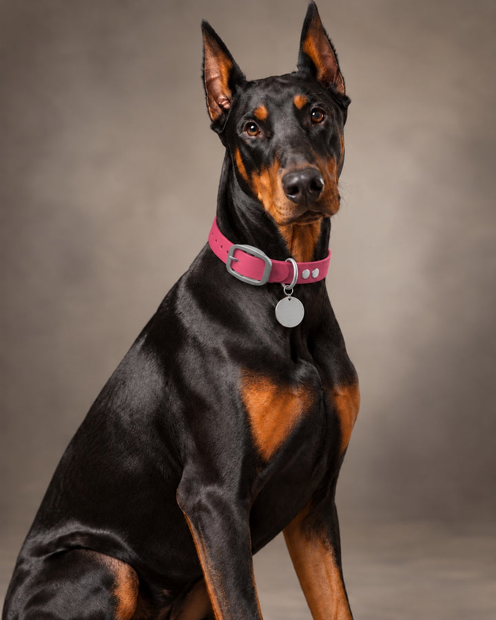 Collar MONO, Pink / Stainless Steel, an einem Hund