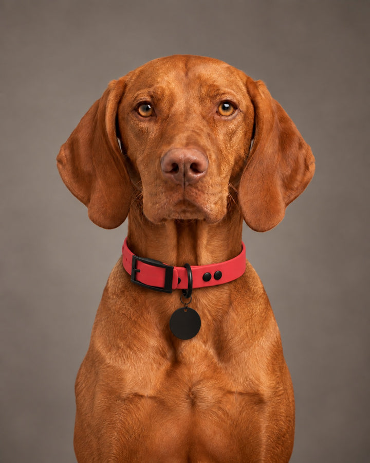 Collar MONO, Red / Black, on a dog