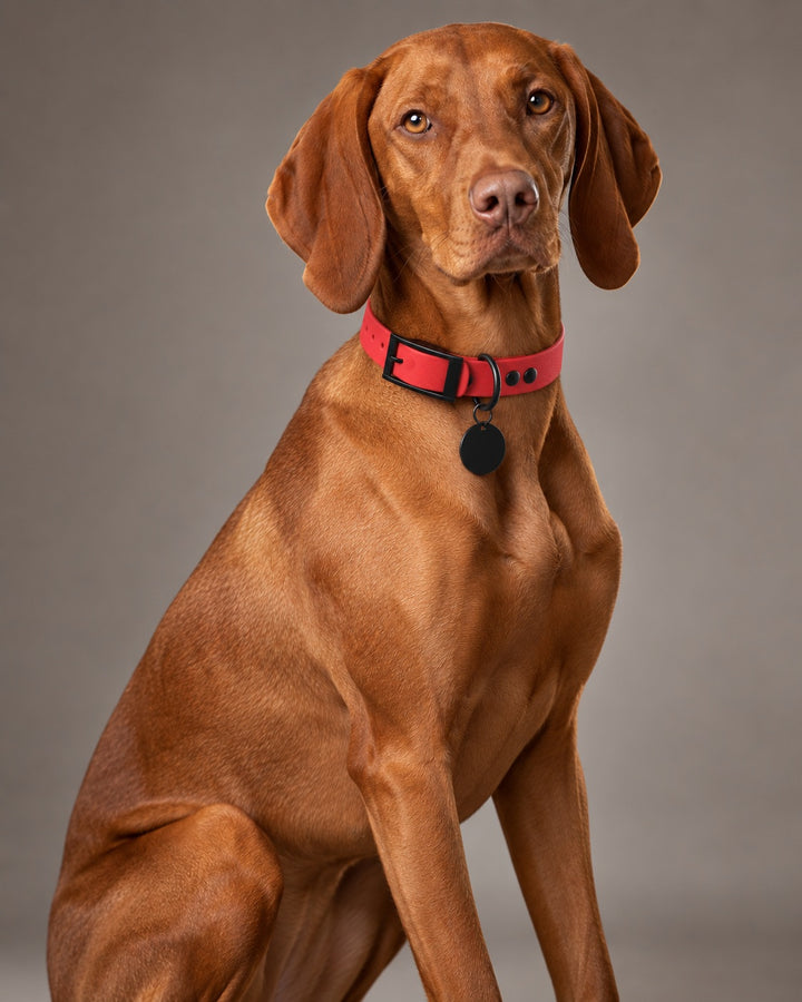 Collar MONO, Red / Black, on a dog