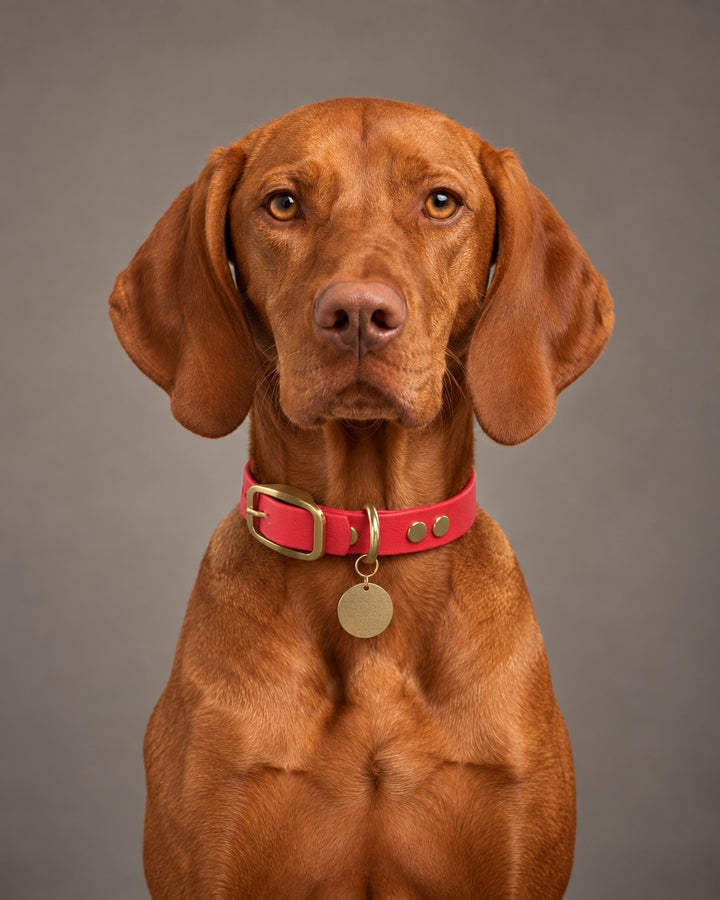 Collar MONO, Red / Brass, on a dog