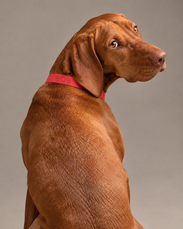 Collar MONO, Red, on a dog