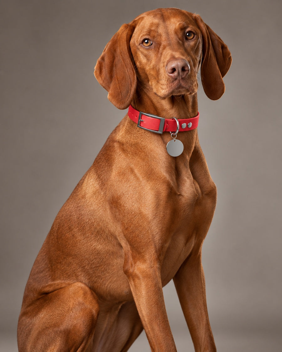 Collar MONO, Red / Silver, on a dog