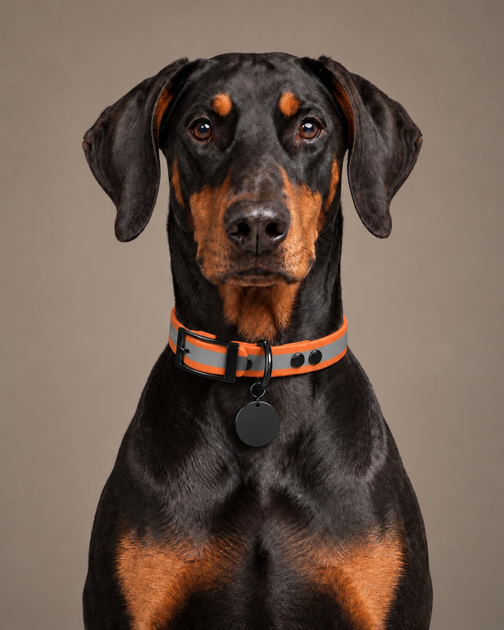 Collar MONO, Reflective-Orange / Black, on a dog