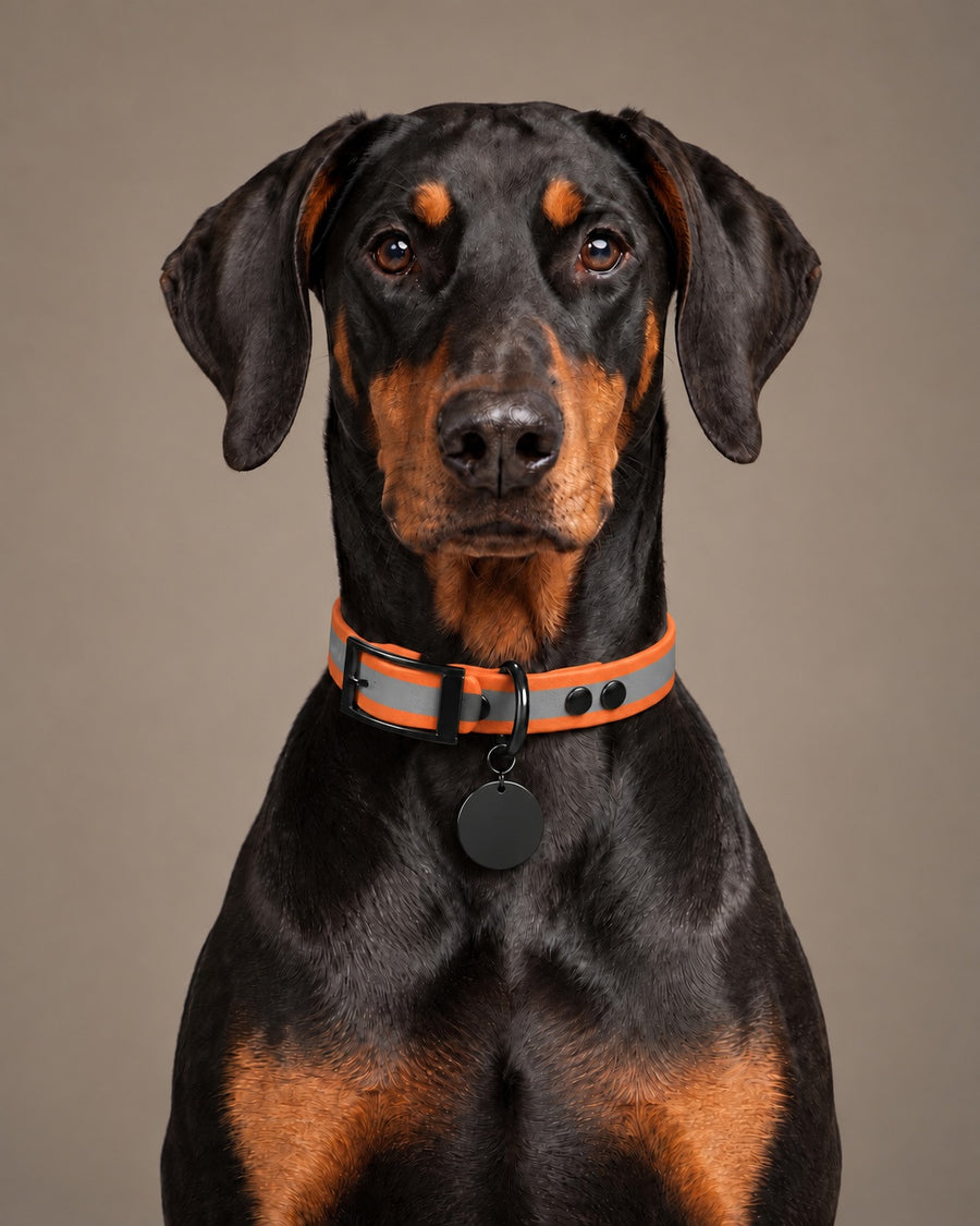 Collar MONO, Reflective-Orange / Black, kutyán