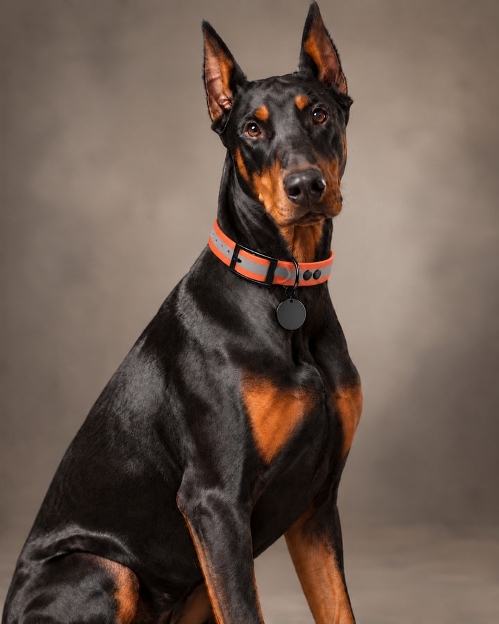 Collar MONO, Reflective-Orange / Black, an einem Hund