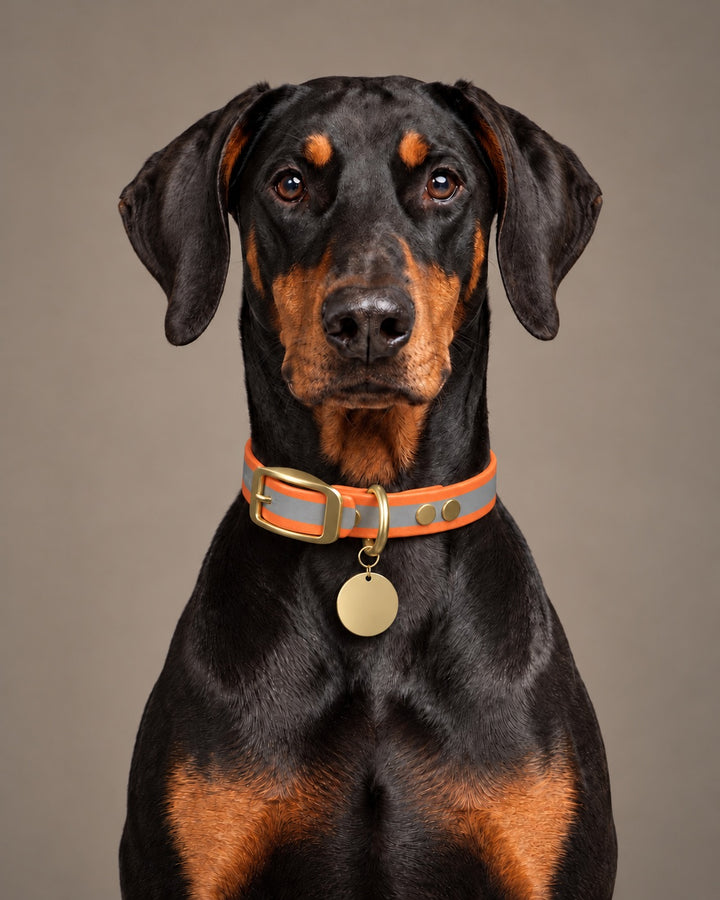 Collar MONO, Reflective-Orange / Brass, on a dog