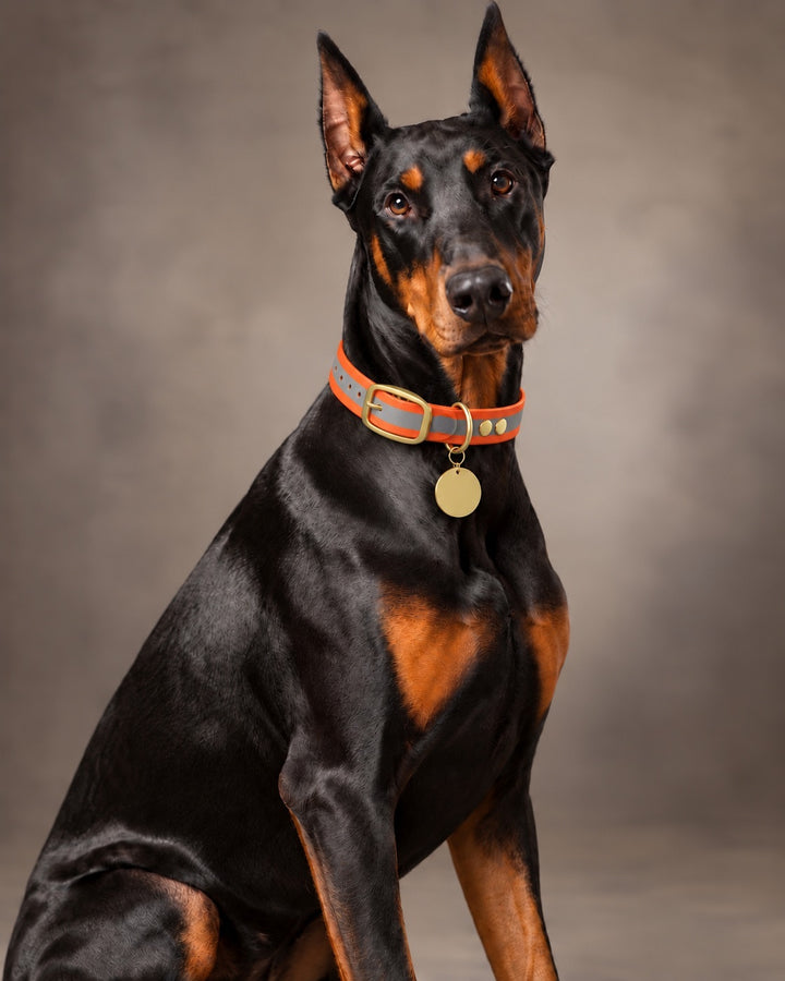 Collar MONO, Reflective-Orange / Brass, an einem Hund