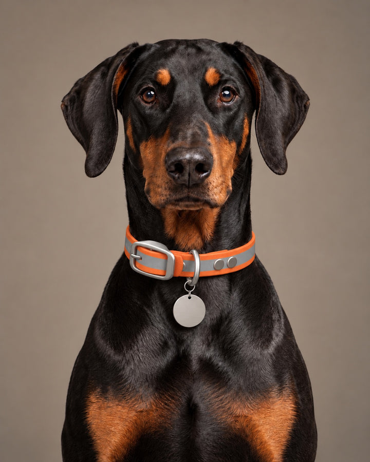 Collar MONO, Reflective-Orange / Stainless Steel, on a dog