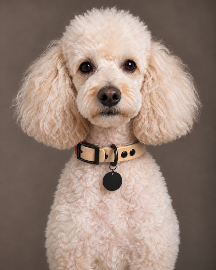 Collar MONO, Saddle Tan / Black, on a dog