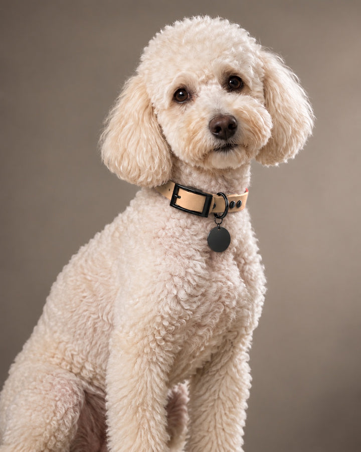 Collar MONO, Saddle Tan / Black, on a dog