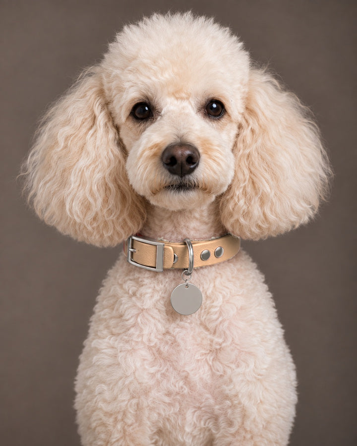 Collar MONO, Saddle Tan / Silver, on a dog