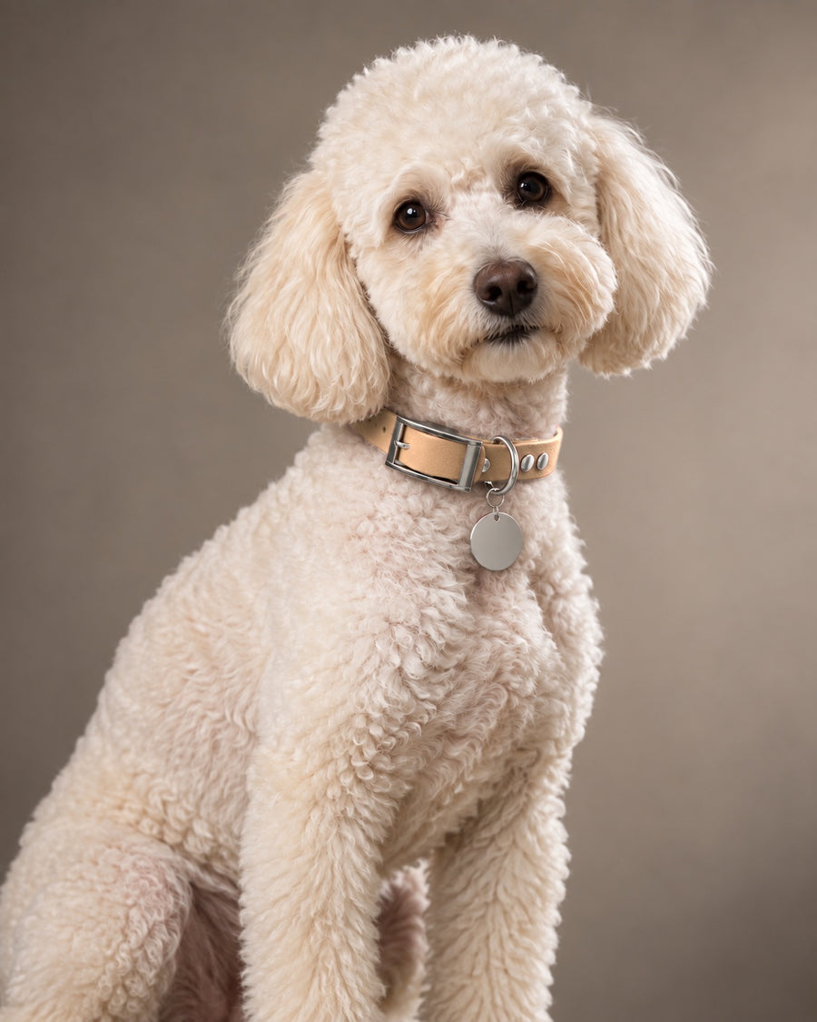 Collar MONO, Saddle Tan / Silver, on a dog