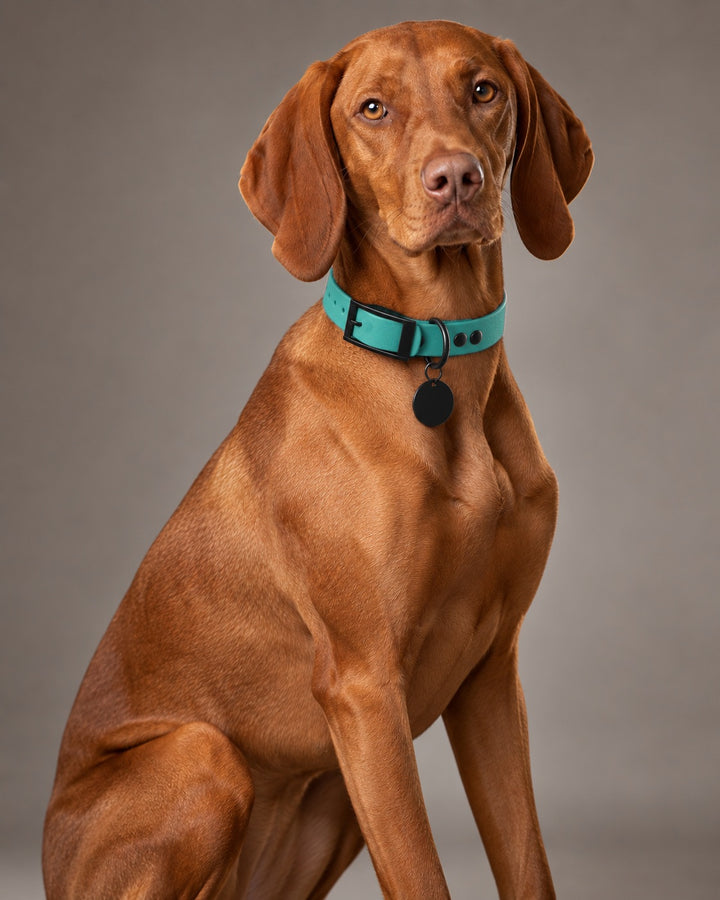 Collar MONO, Teal / Black, on a dog