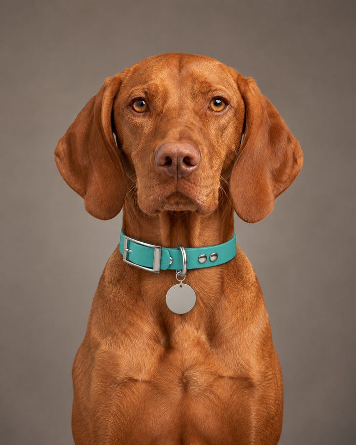Collar MONO, Teal / Silver, on a dog
