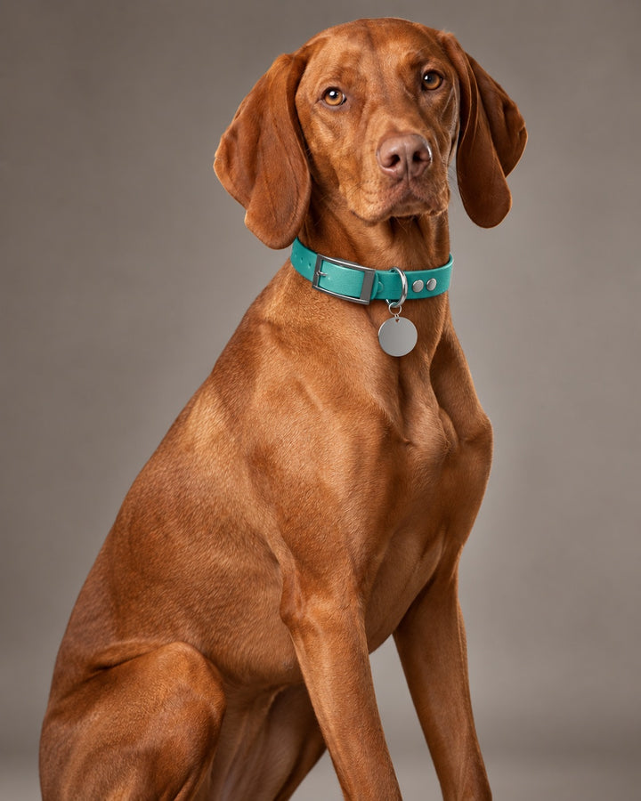 Collar MONO, Teal / Silver, on a dog