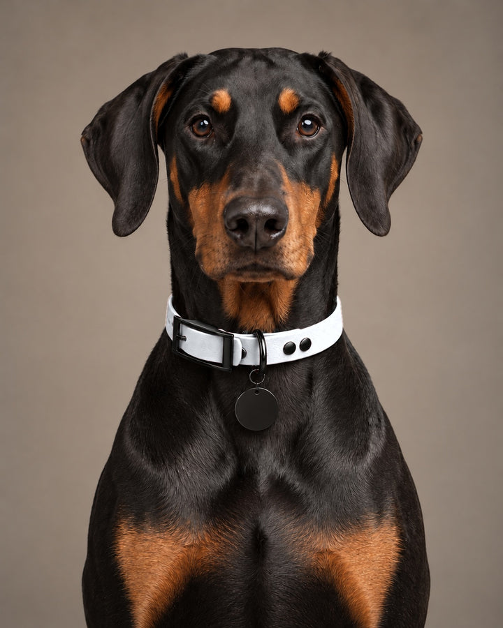 Collar MONO, White / Black, on a dog