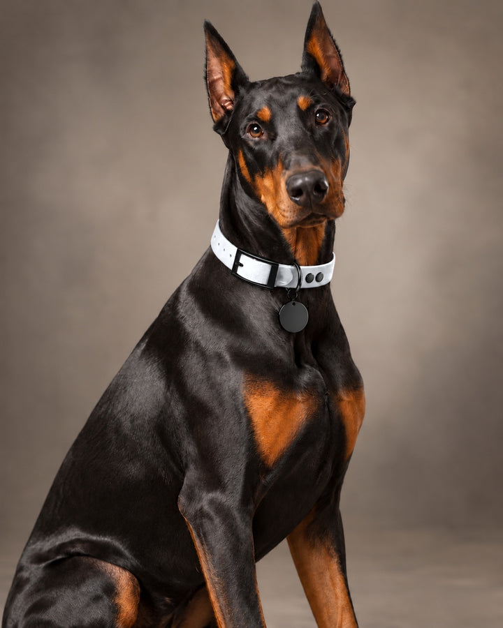 Collar MONO, White / Black, an einem Hund