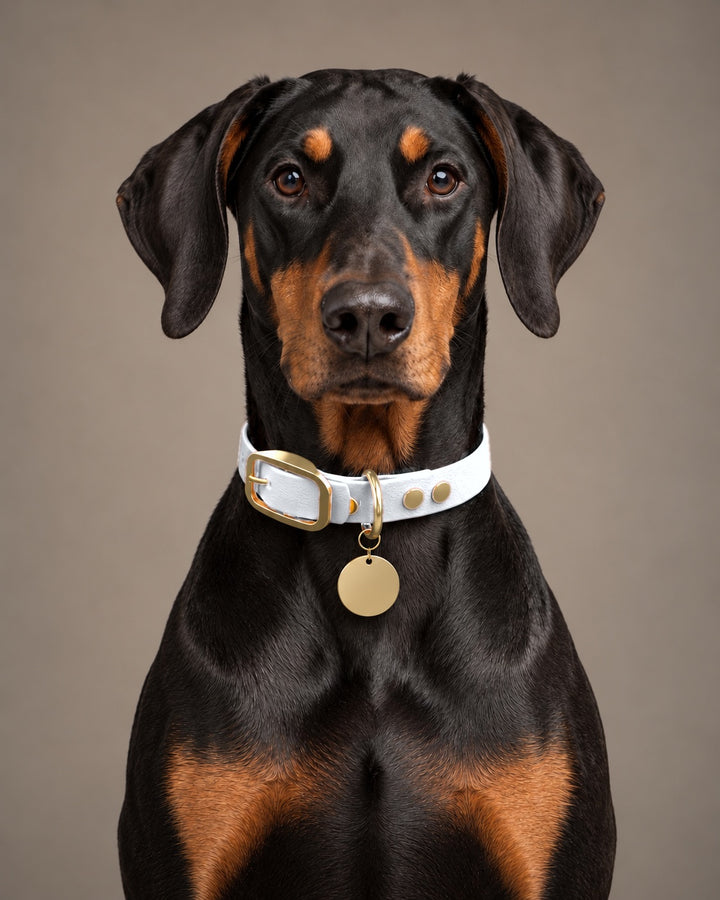Collar MONO, White / Brass, on a dog