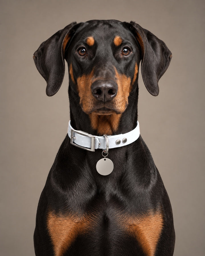 Collar MONO, White / Silver, on a dog