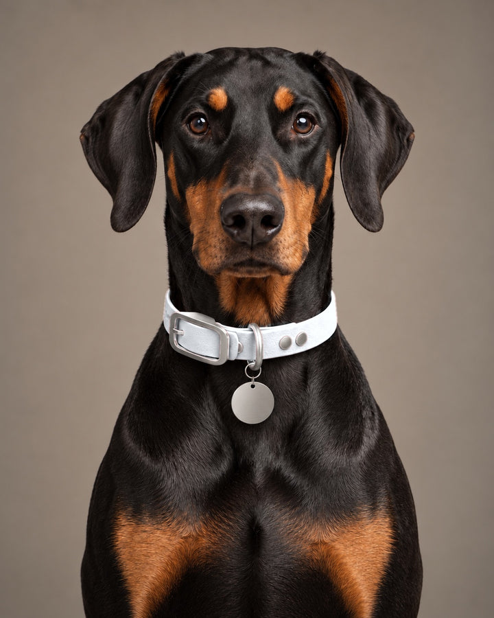 Collar MONO, White / Stainless Steel, on a dog
