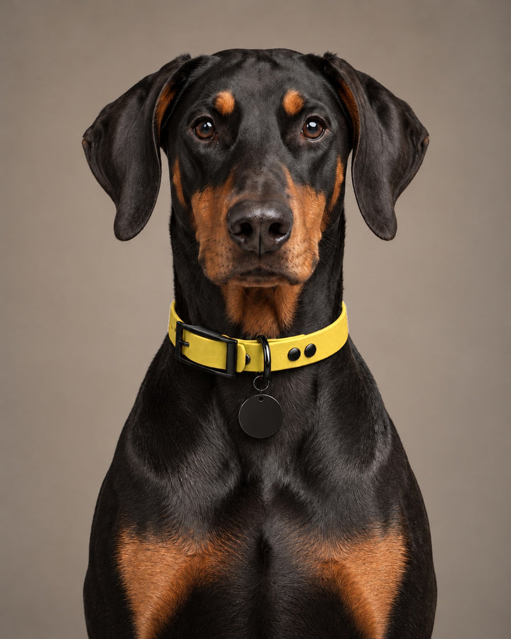 Collar MONO, Yellow / Black, on a dog
