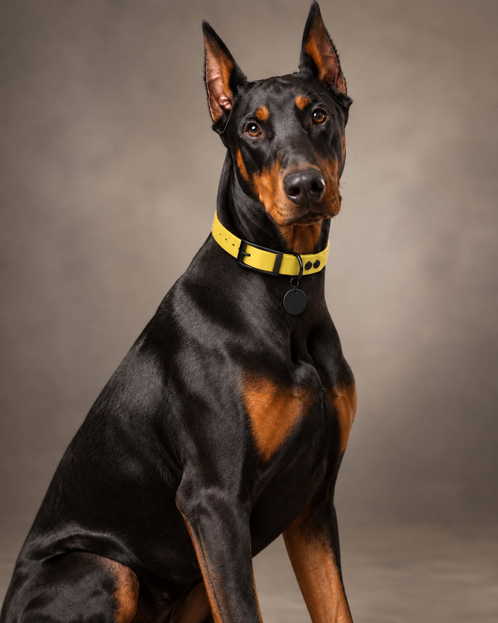 Collar MONO, Yellow / Black, on a dog